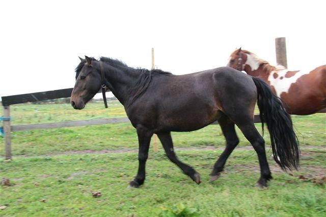 New Forest Højersmindes pride billede 14