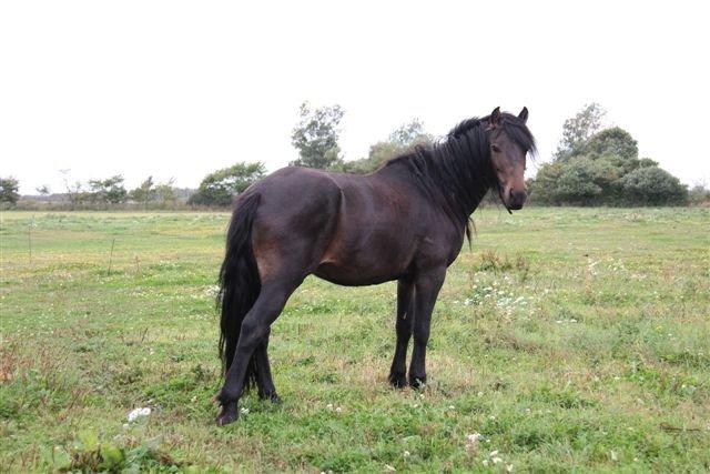 New Forest Højersmindes pride billede 8