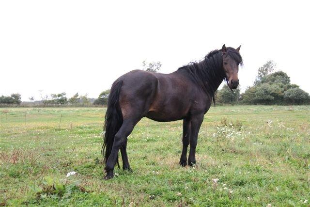 New Forest Højersmindes pride billede 15