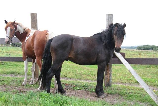 New Forest Højersmindes pride billede 12