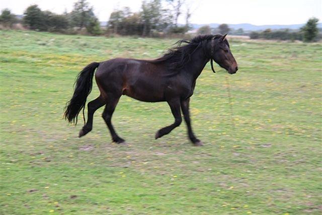 New Forest Højersmindes pride billede 16