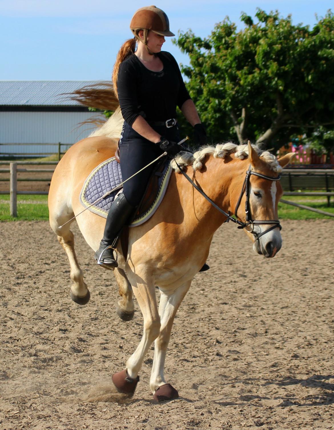 Tyroler Haflinger Hoya af Elghuset (Solgt) billede 20