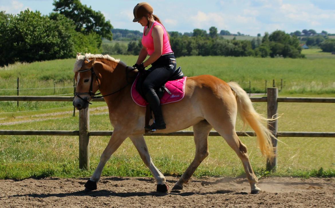 Tyroler Haflinger Hoya af Elghuset (Solgt) billede 19