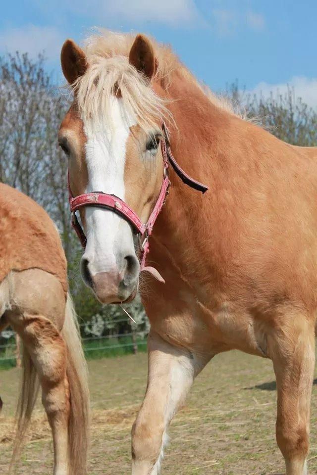 Haflinger Wonder<3 billede 16