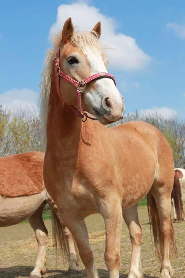 Haflinger Wonder<3 billede 17