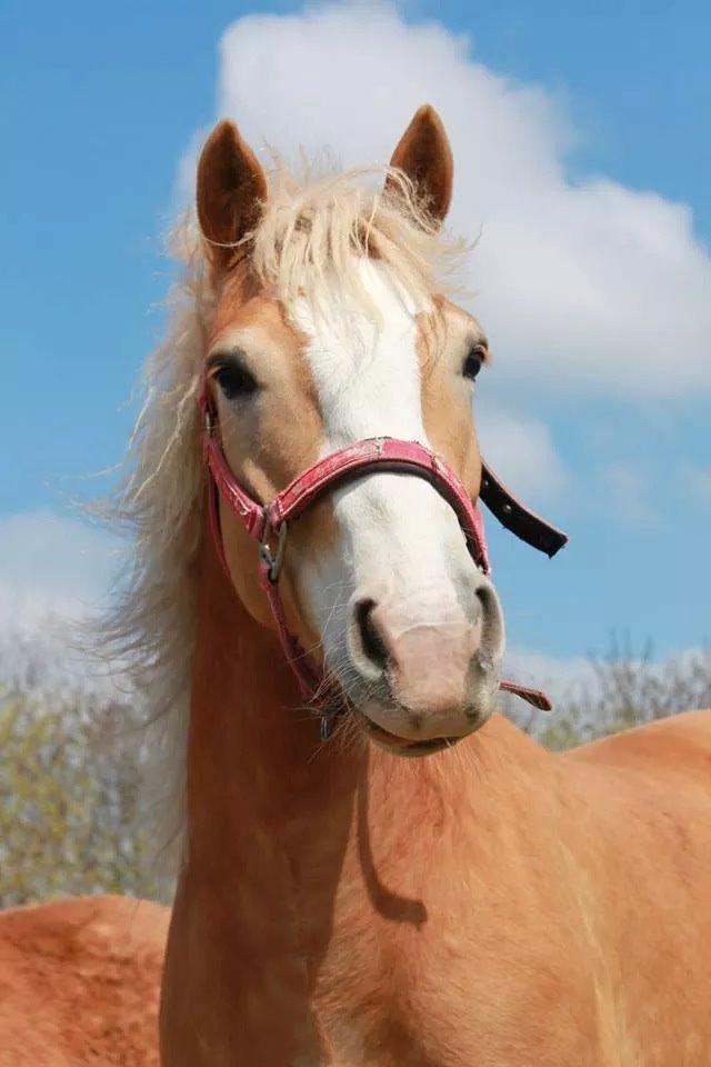 Haflinger Wonder<3 billede 18