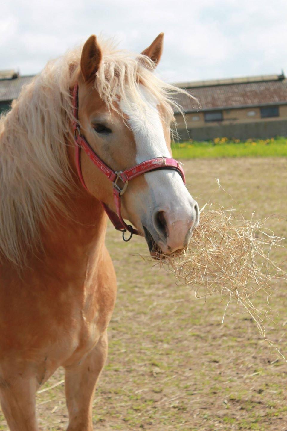 Haflinger Wonder<3 billede 20