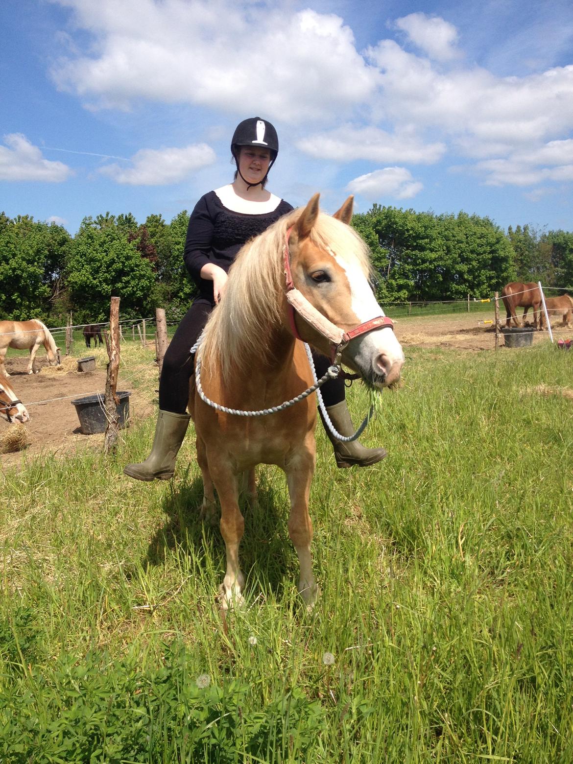 Haflinger Wonder<3 billede 22