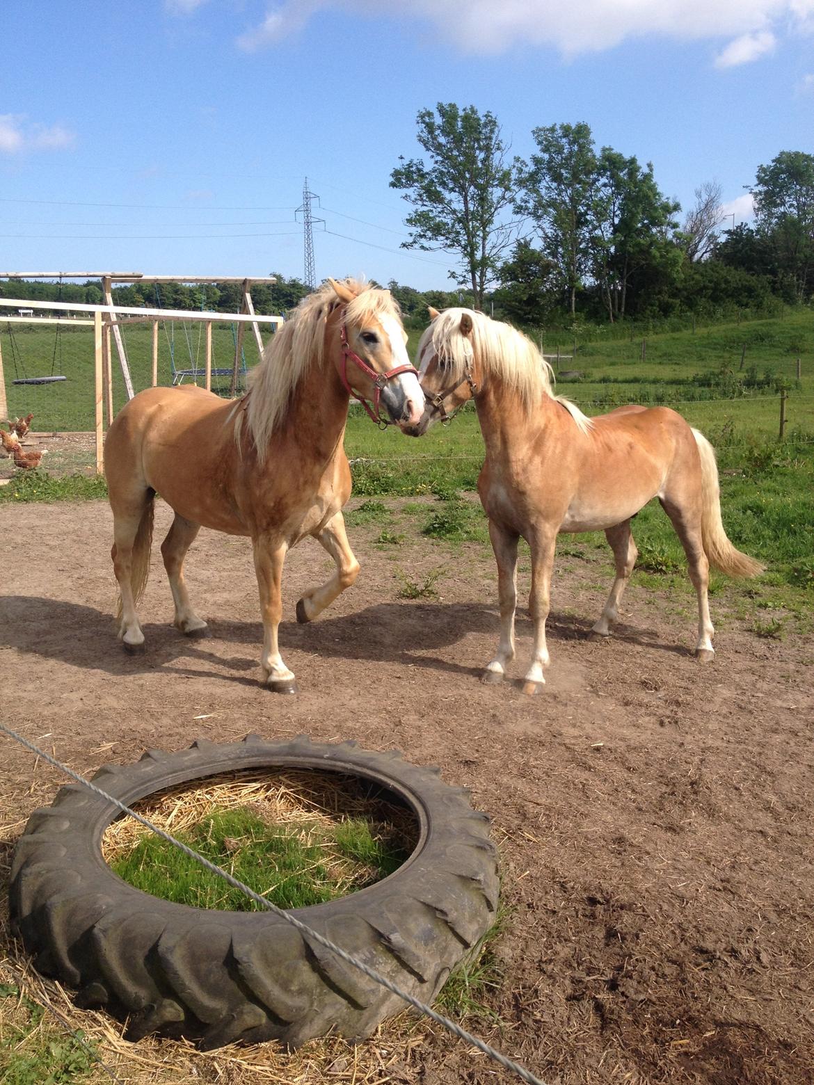 Haflinger Wonder<3 - Wonder med hans bedste ven Hingsten Askmon.. billede 24