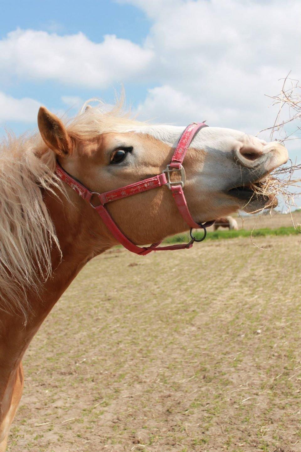 Haflinger Wonder<3 billede 19