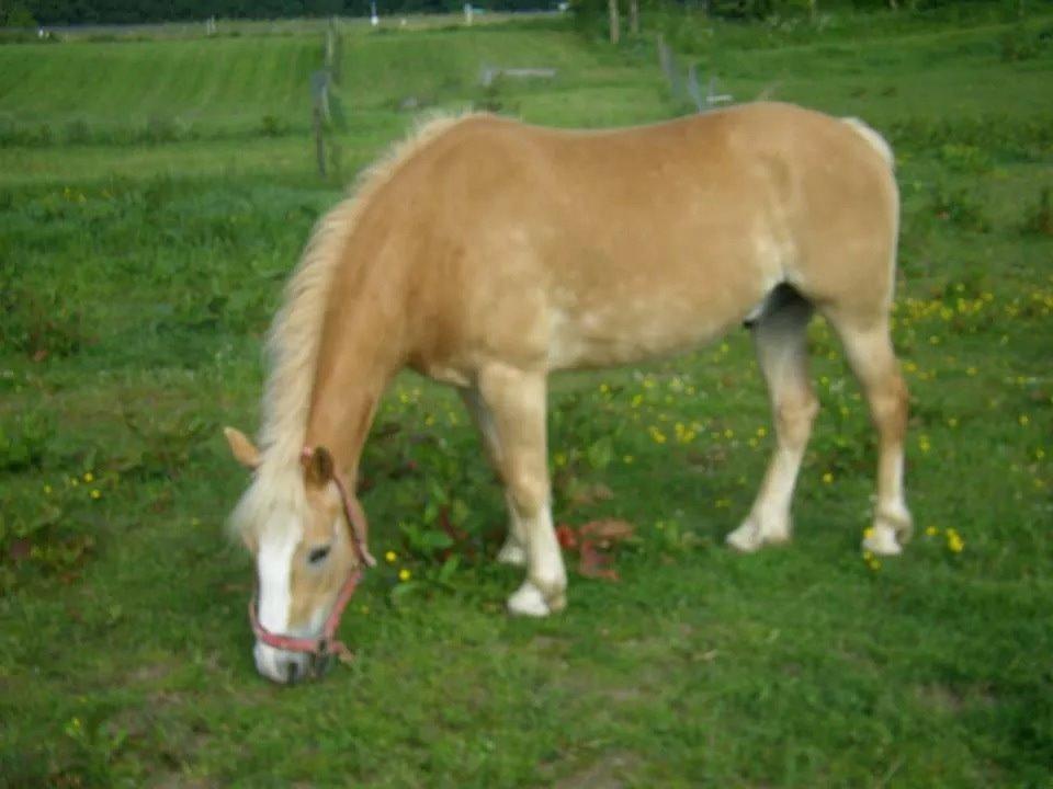 Haflinger Wonder<3 - Velkommen til Wonder profil..  billede 1