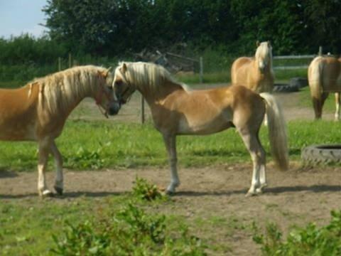 Haflinger Wonder<3 - Wonder med hans bedste ven Hingsten Askmon.. billede 26