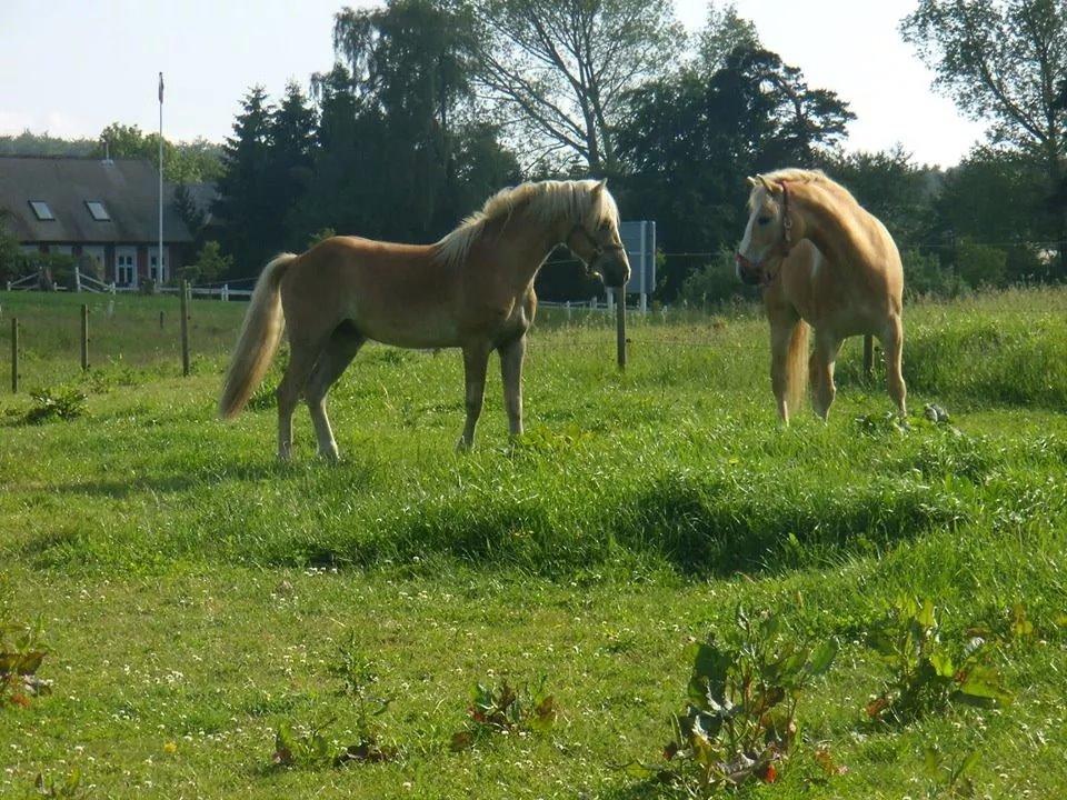 Haflinger Wonder<3 - Wonder med hans bedste ven Hingsten Askmon.. billede 28