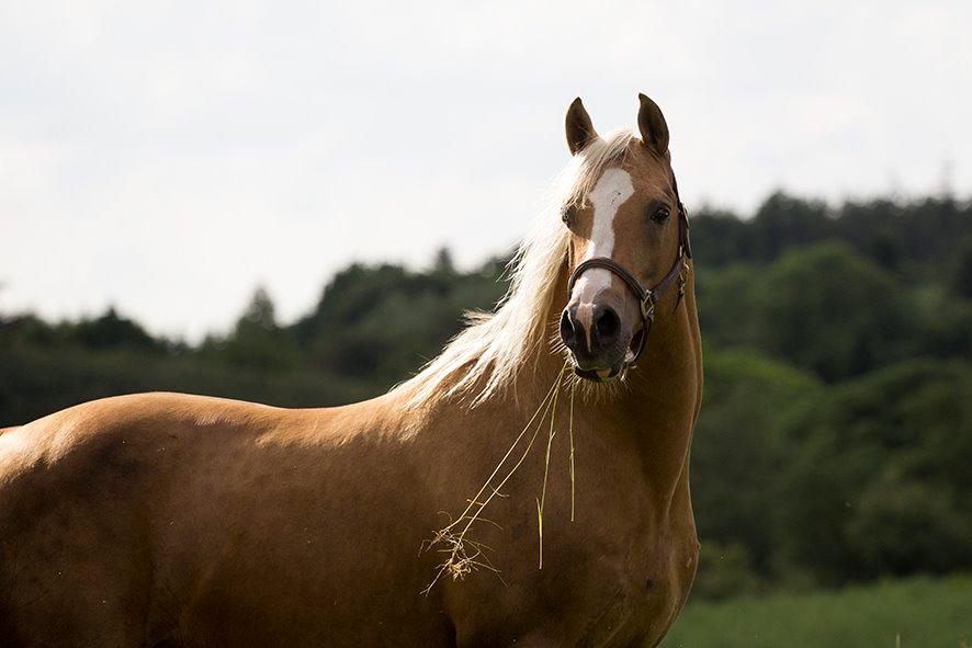 Palomino King's knight - 18-06-2014 Kings knight: Foto: mig billede 10