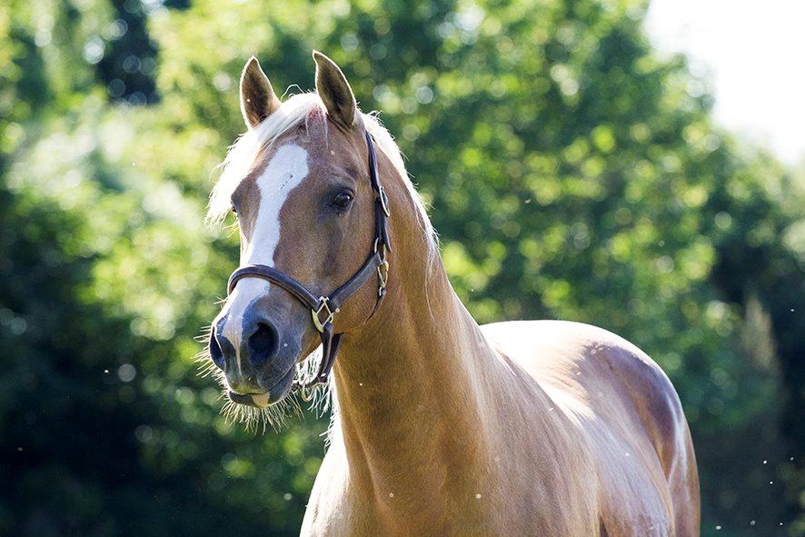 Palomino King's knight - 18-06-2014 Kings knight: Foto: mig billede 2