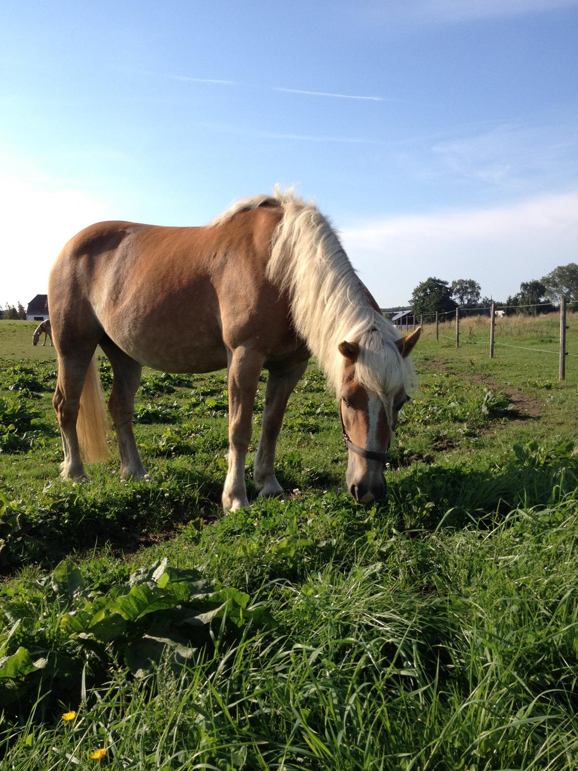 Haflinger Røgtergaardens Laika.. (Dele pony) billede 1