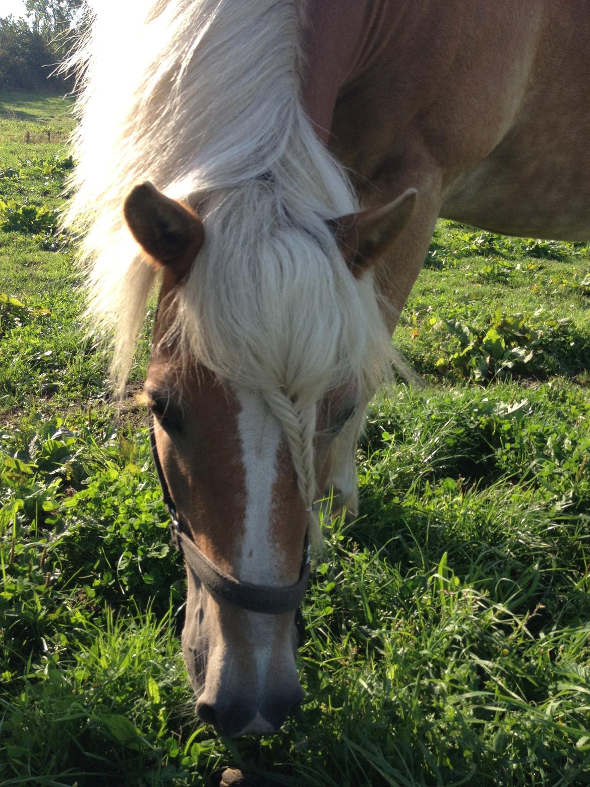 Haflinger Røgtergaardens Laika.. (Dele pony) billede 3