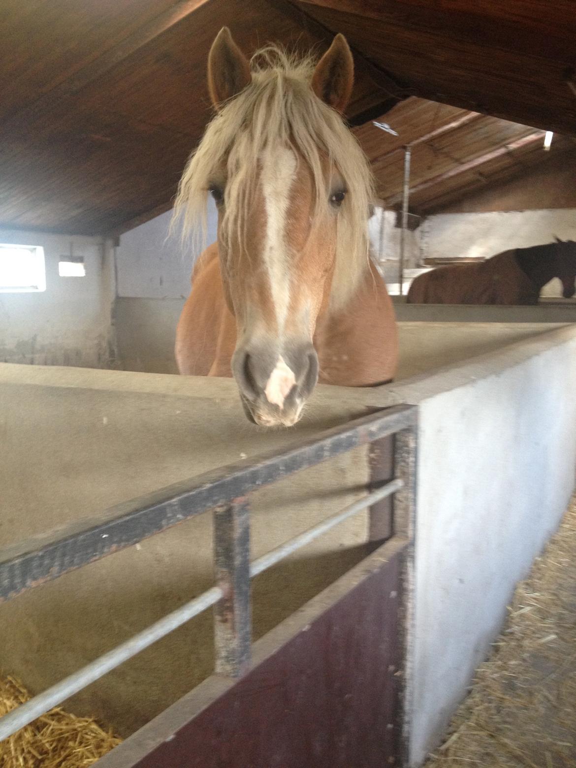 Haflinger Røgtergaardens Laika.. (Dele pony) billede 4