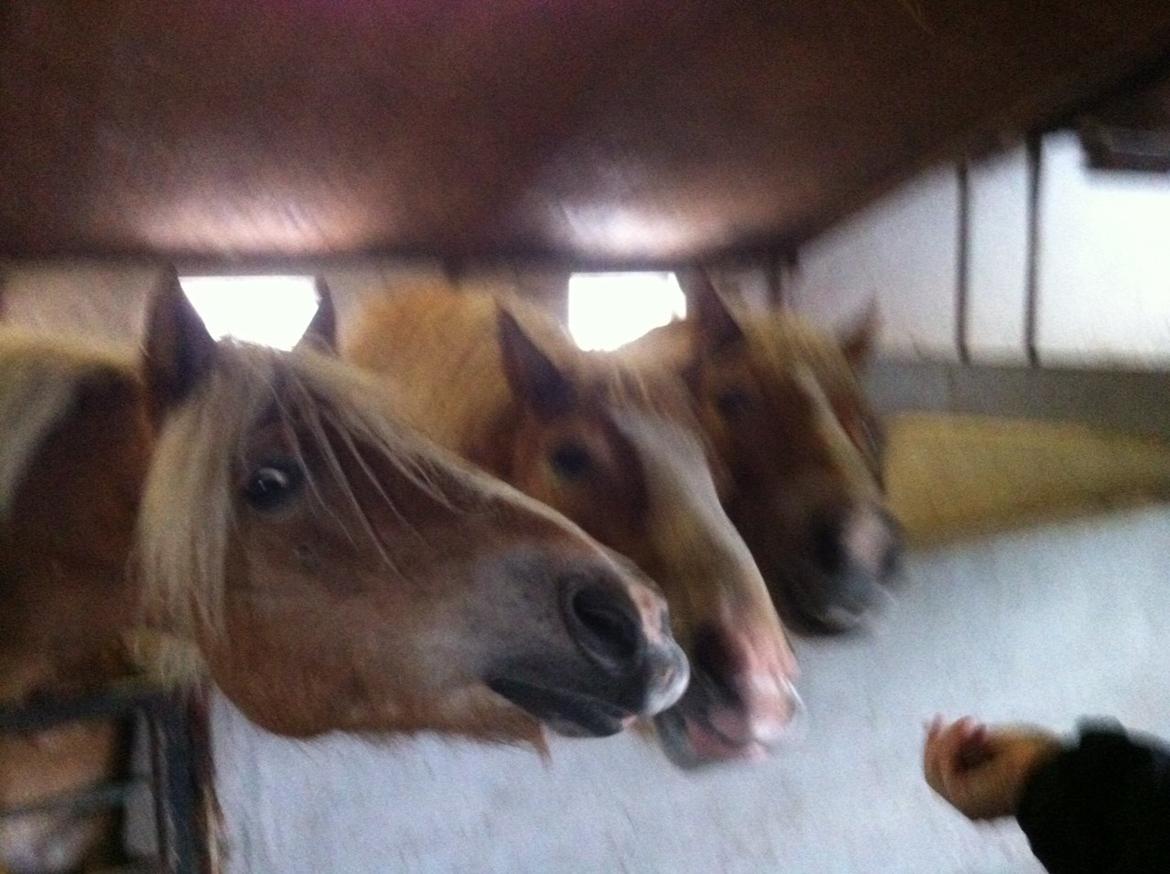 Haflinger Røgtergaardens Laika.. (Dele pony) billede 5