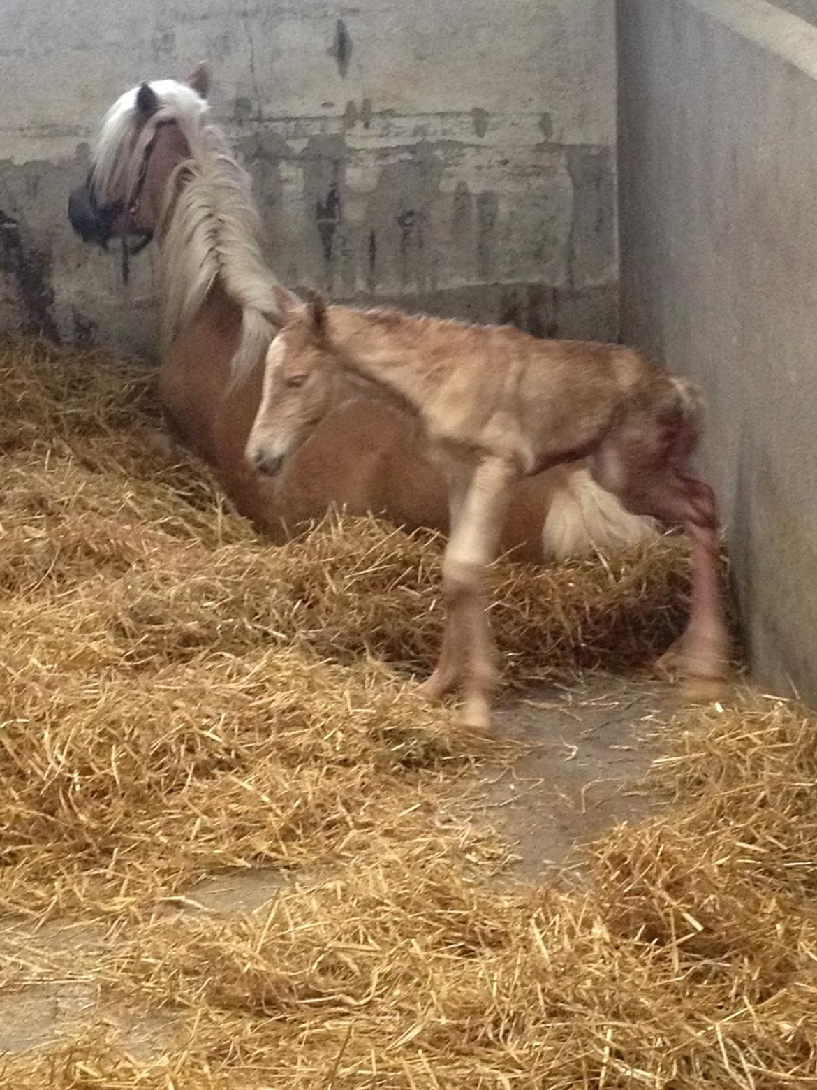 Haflinger Røgtergaardens Laika.. (Dele pony) billede 7