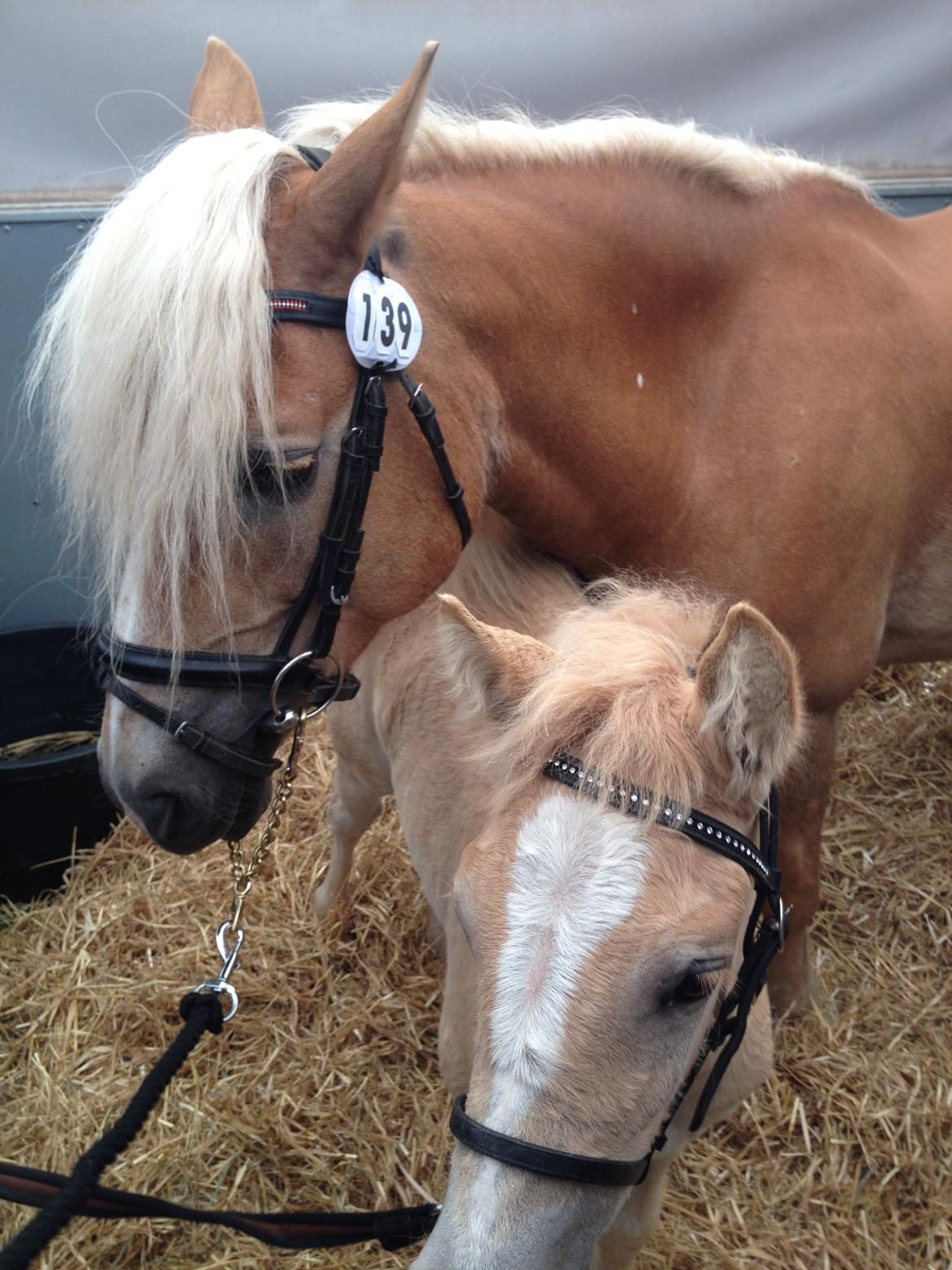 Haflinger Røgtergaardens Laika.. (Dele pony) billede 9