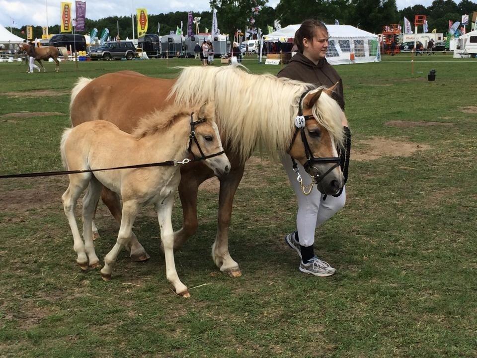 Haflinger Røgtergaardens Laika.. (Dele pony) billede 11