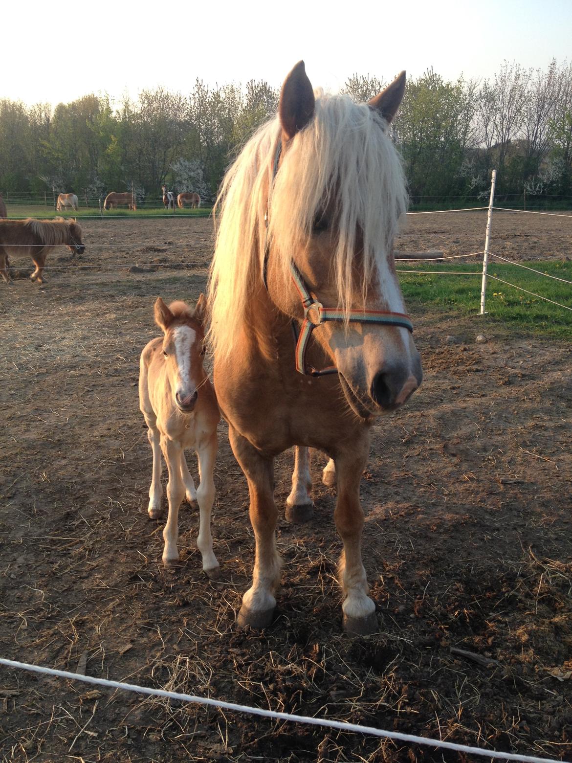 Haflinger Røgtergaardens Laika.. (Dele pony) billede 8