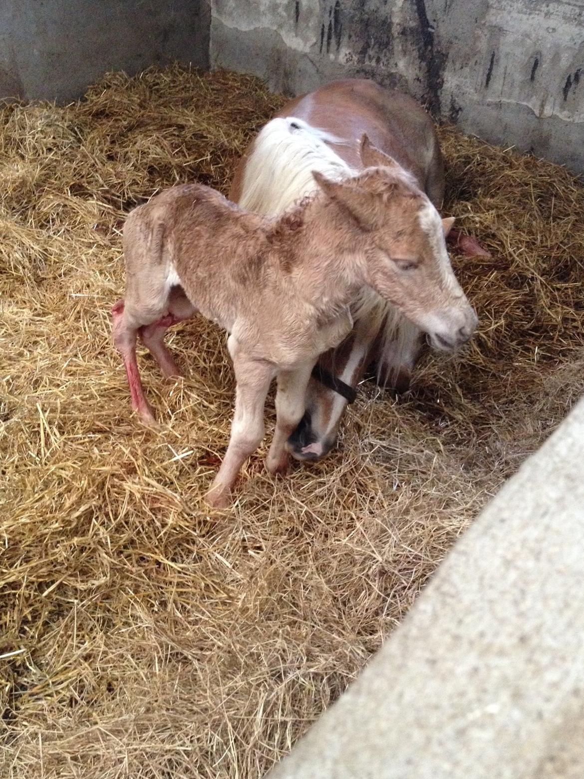 Haflinger Sallingelundes Luci billede 1