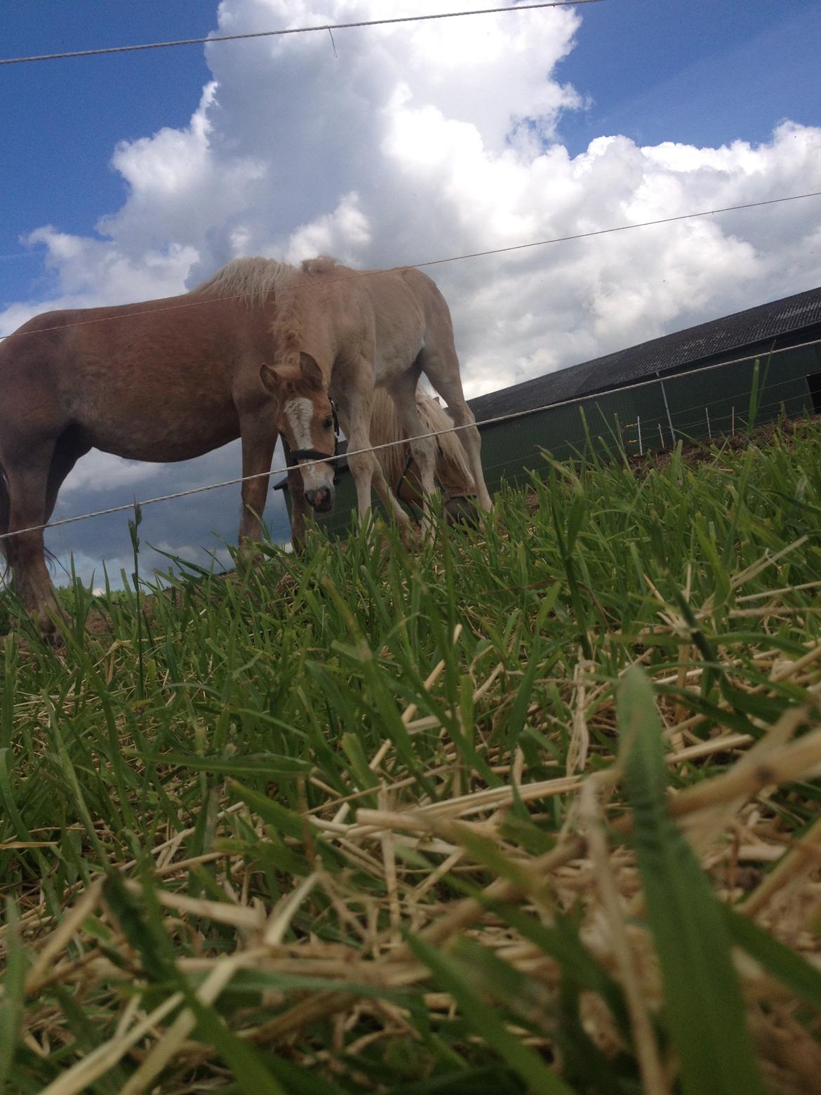 Haflinger Sallingelundes Luci billede 5