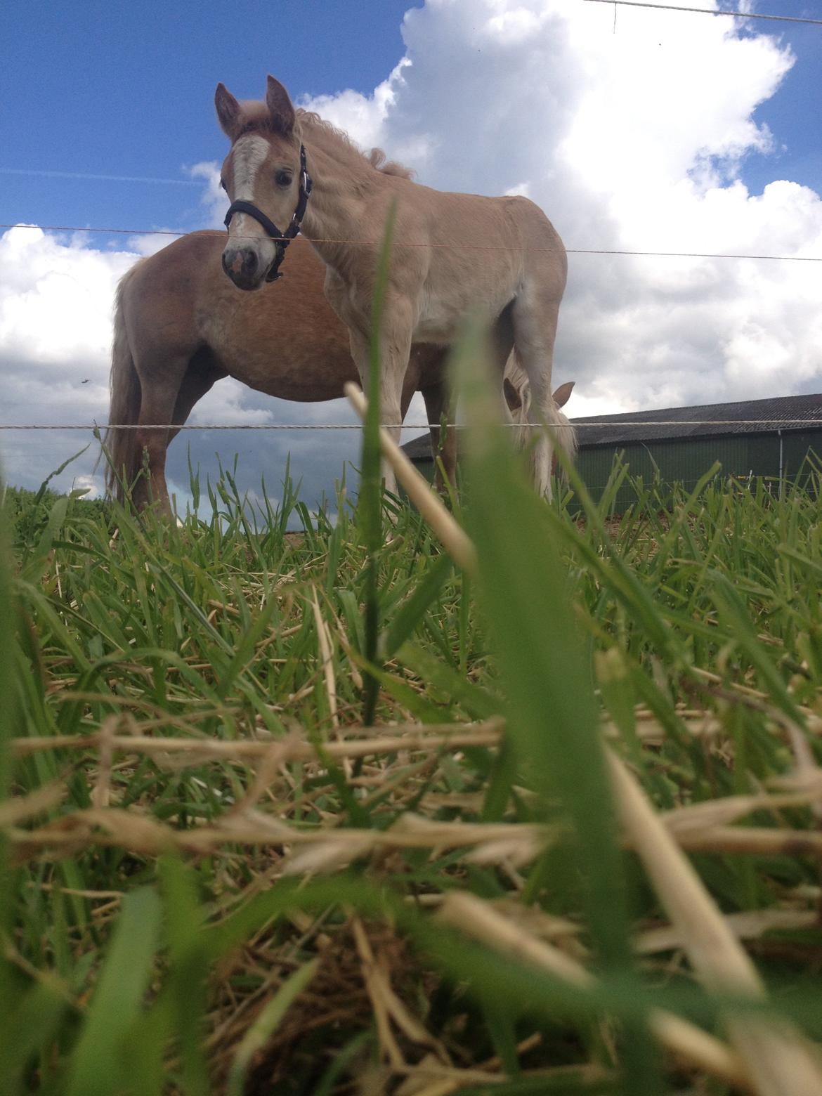 Haflinger Sallingelundes Luci billede 6