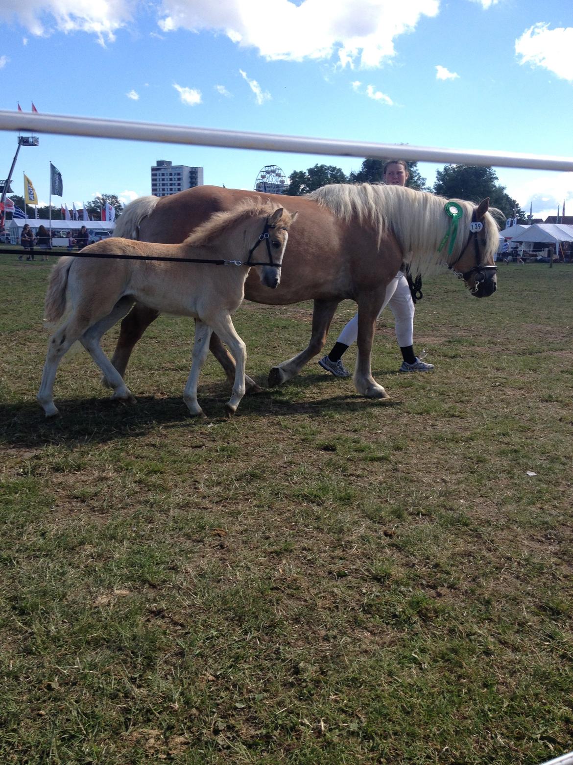 Haflinger Sallingelundes Luci billede 11