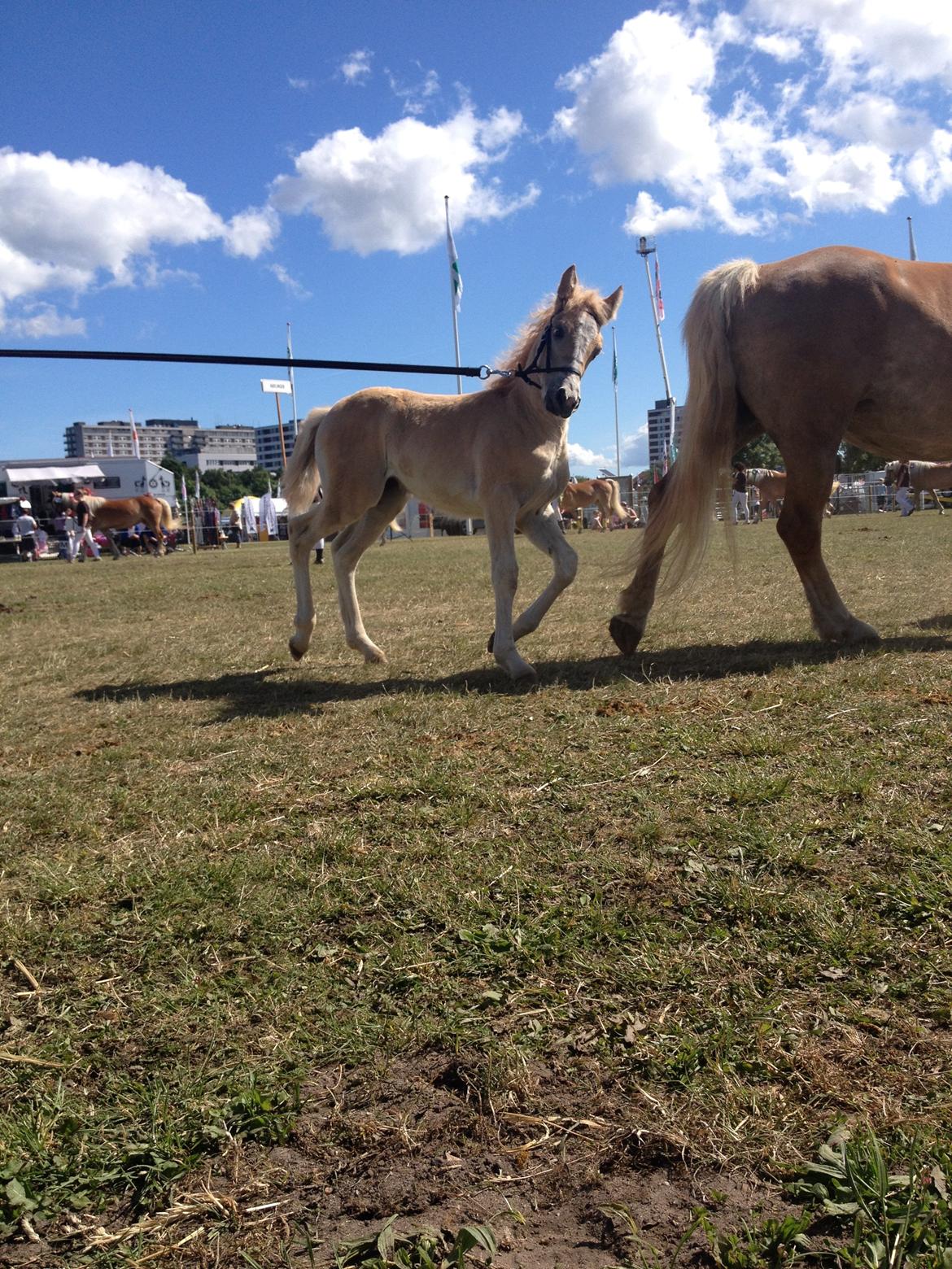 Haflinger Sallingelundes Luci billede 12