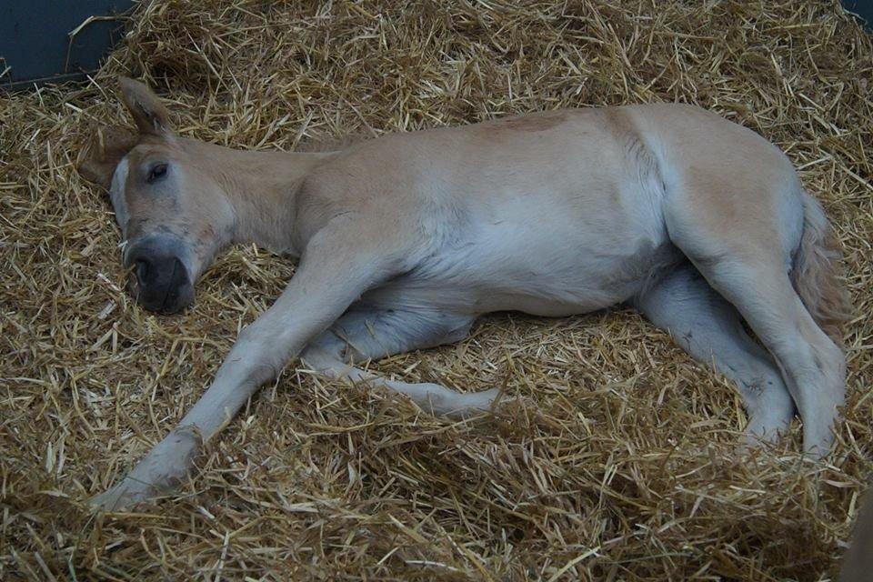Haflinger Sallingelundes Luci billede 15