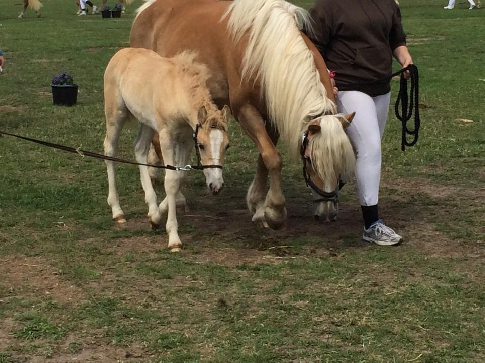 Haflinger Sallingelundes Luci billede 16