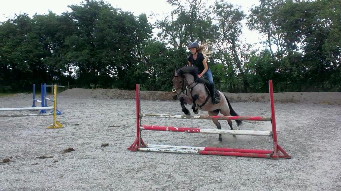 Anden særlig race Manou  *Klubmester spring 2012* billede 15