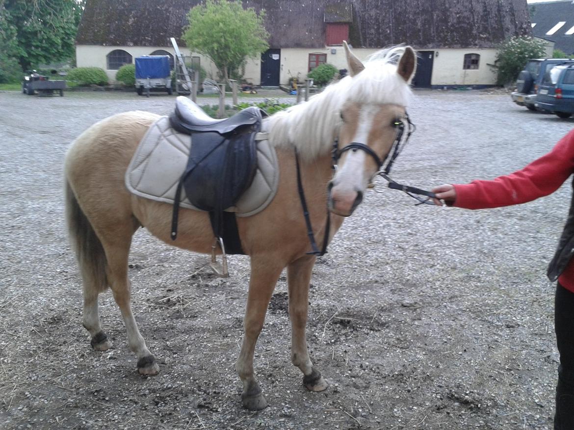 Anden særlig race Topazes conquistador - Første gang med sadel og hovedtøj billede 8