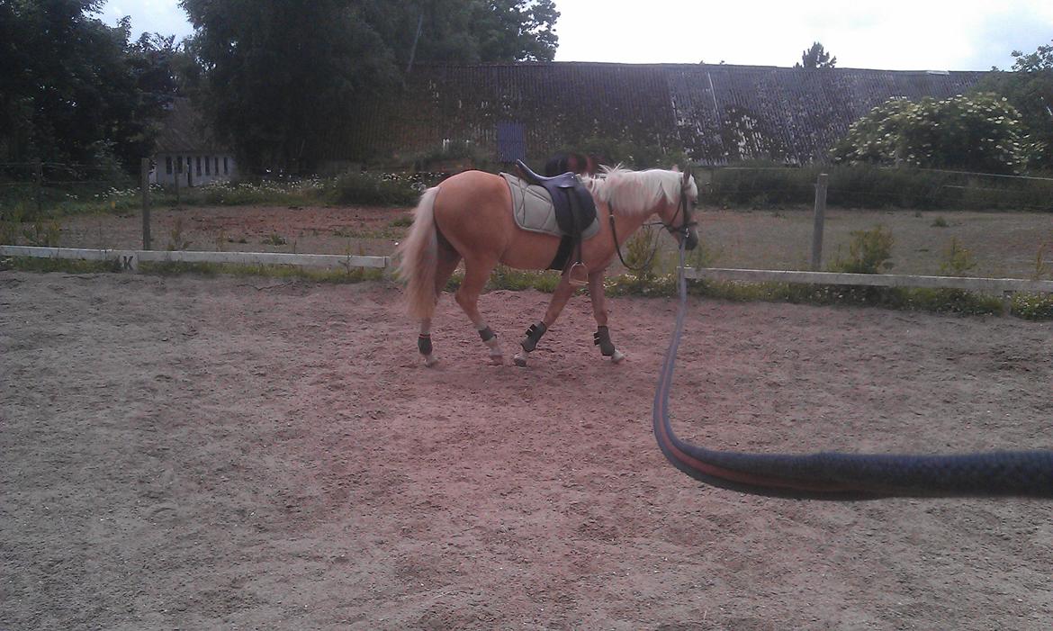 Anden særlig race Topazes conquistador - Nu med gamacher! :) billede 15