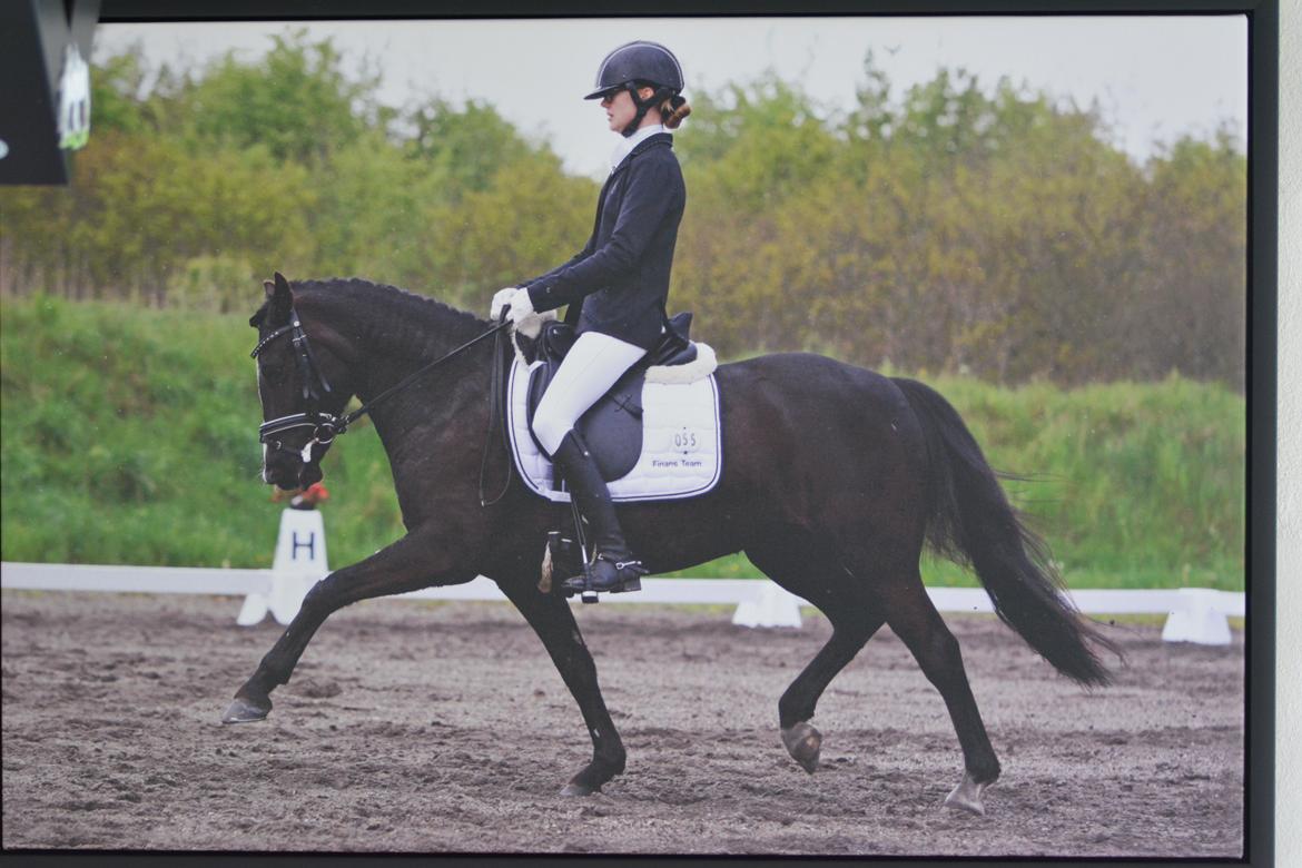 New Forest Iris B-PONY billede 12