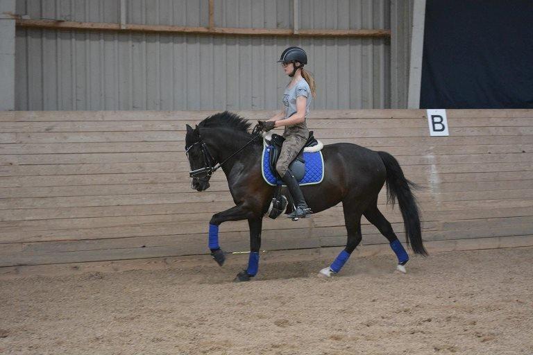 New Forest Iris B-PONY billede 9