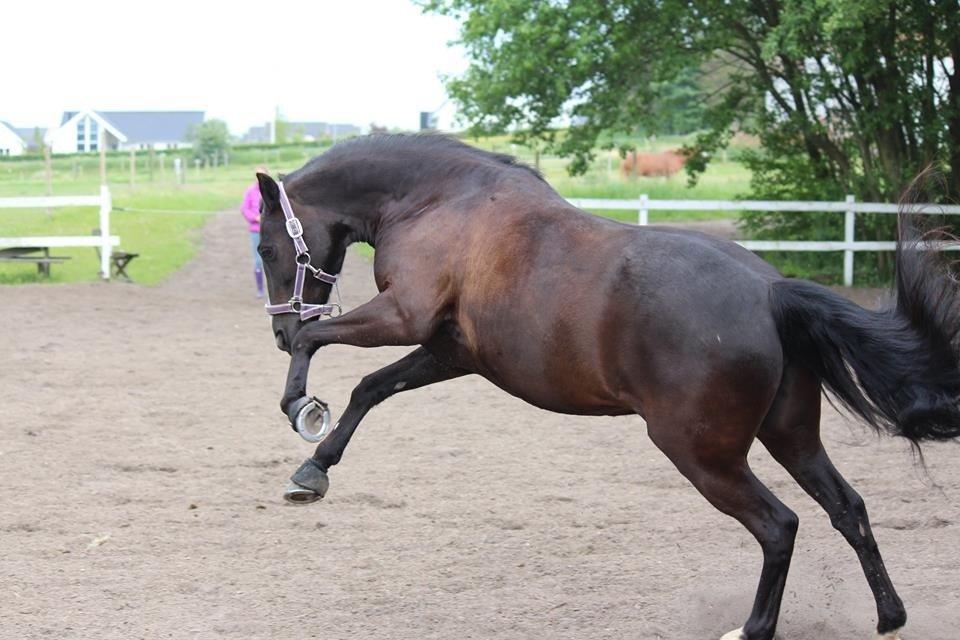 New Forest Iris B-PONY billede 15