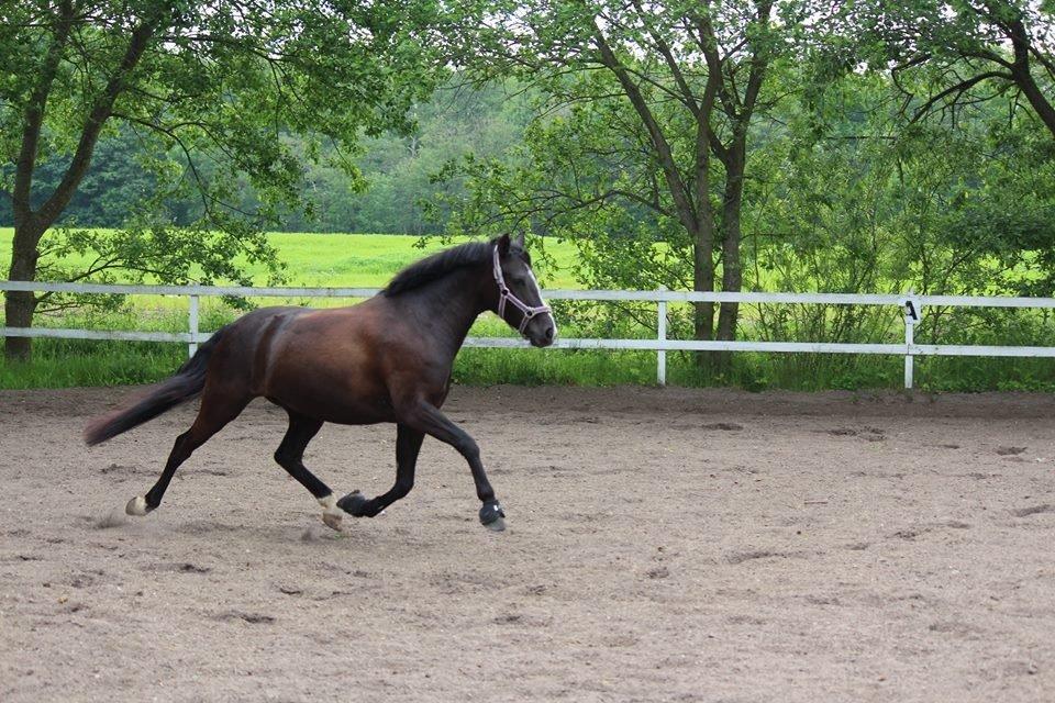 New Forest Iris B-PONY billede 21