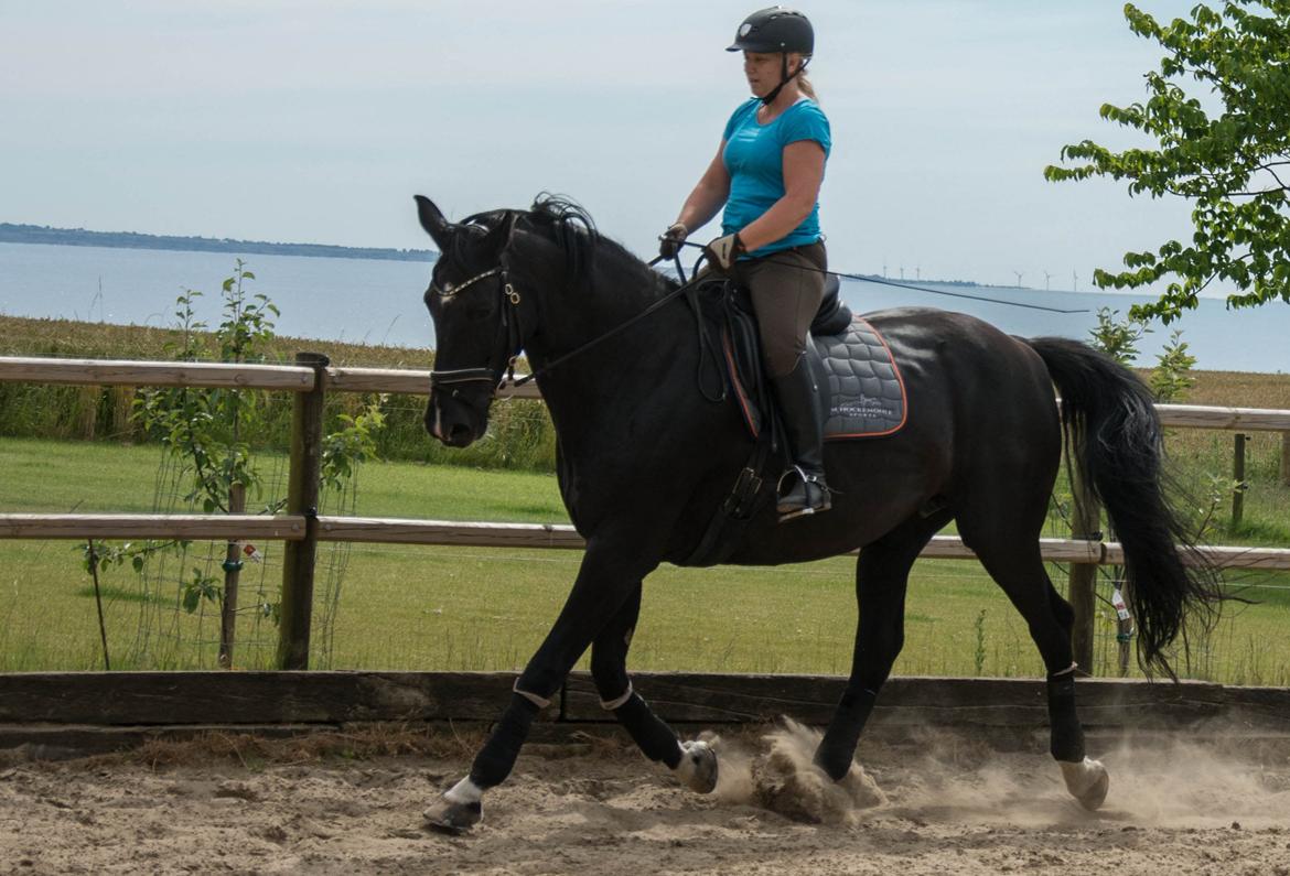Dansk Varmblod Schaløer billede 8