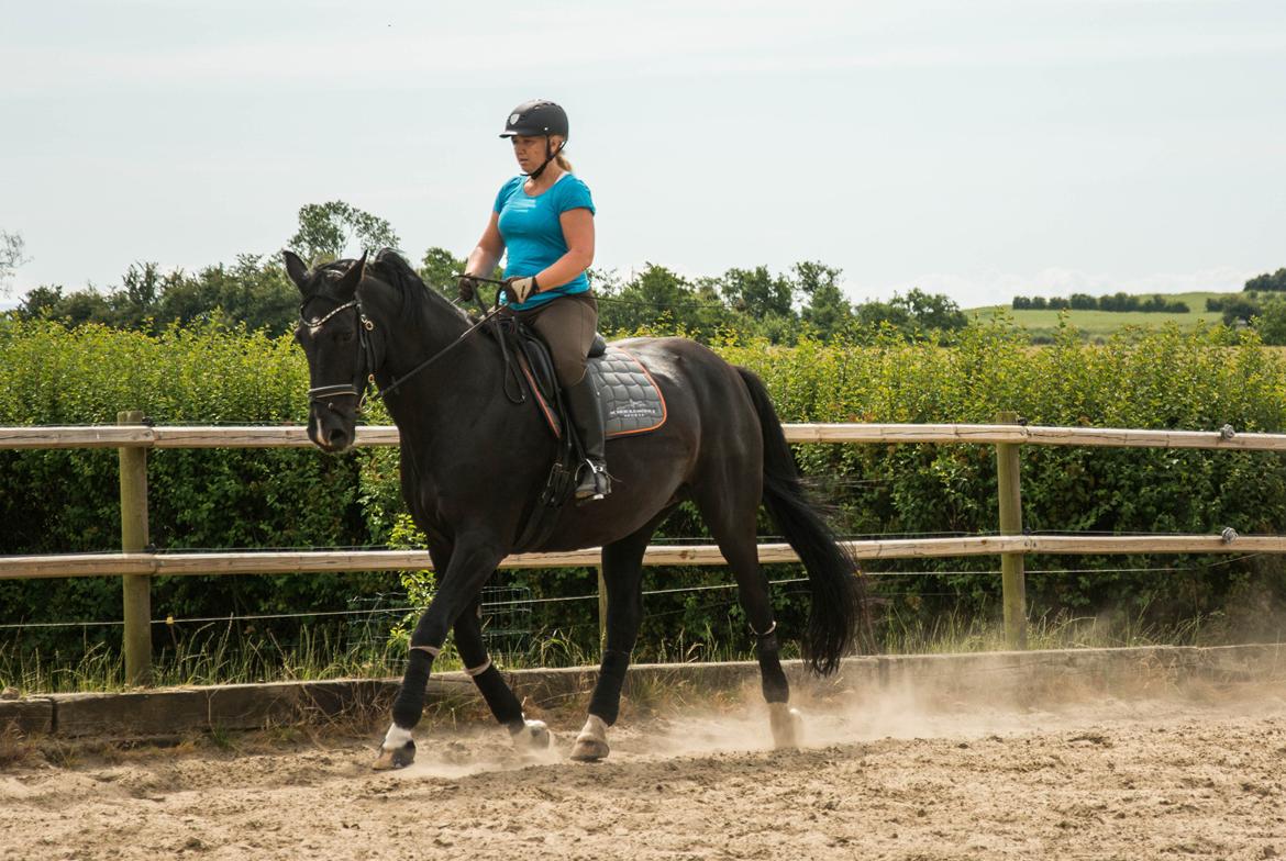 Dansk Varmblod Schaløer billede 11
