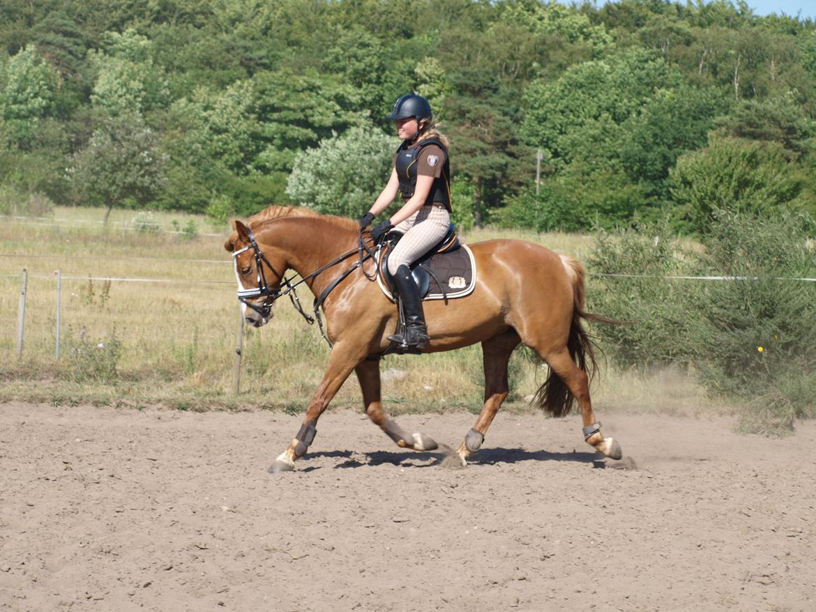 Anden særlig race Eponine!*<3 den bedste pony!<3 billede 1