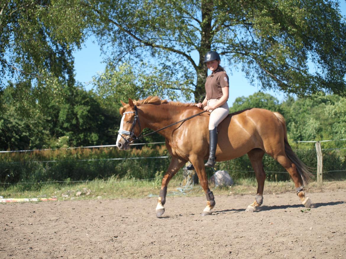 Anden særlig race Eponine!*<3 den bedste pony!<3 billede 5