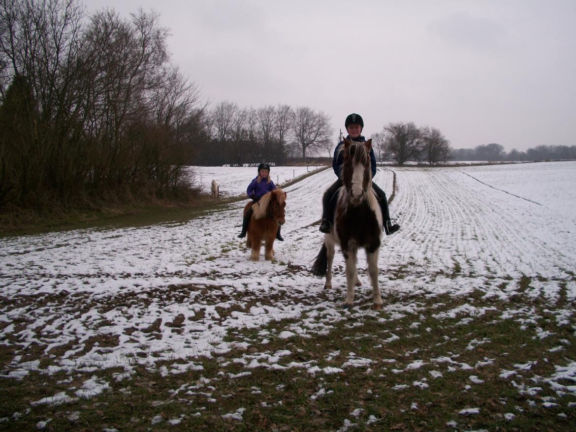 Pinto Bella billede 1