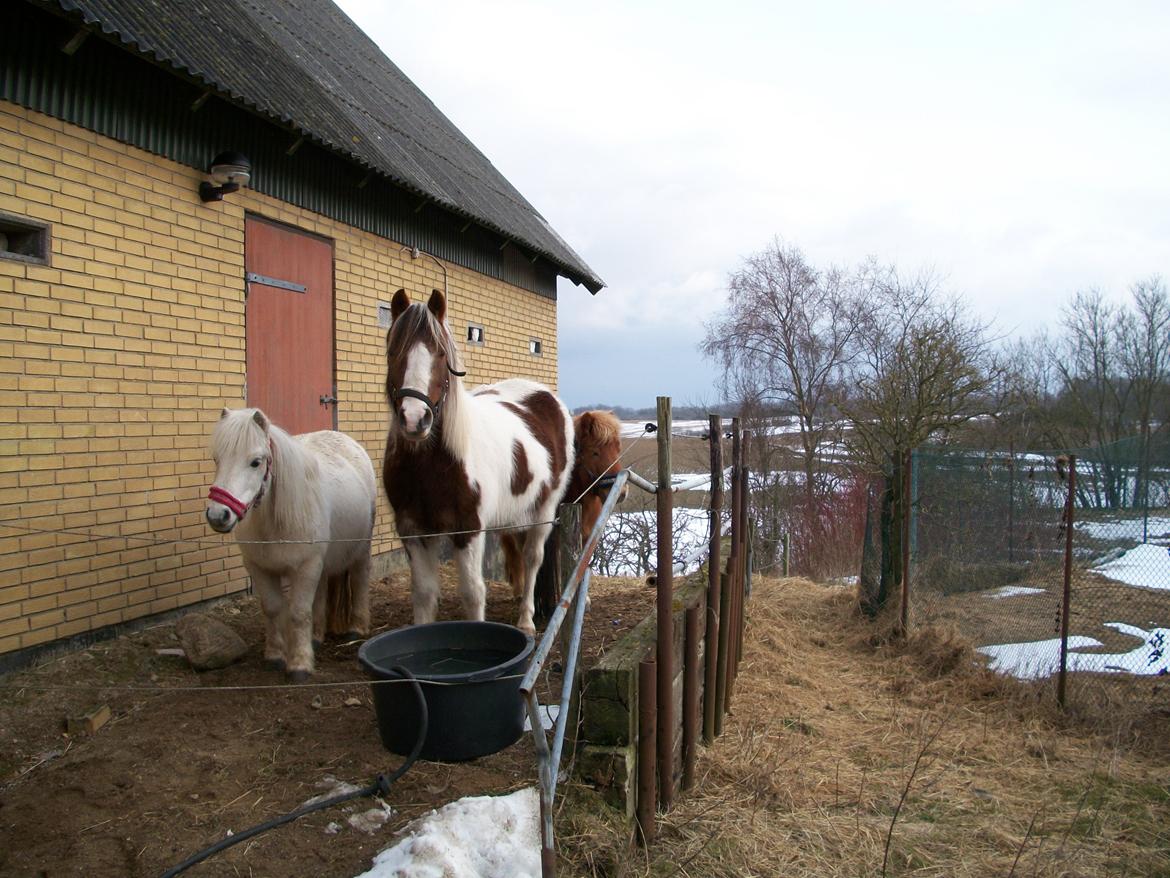 Pinto Bella billede 2