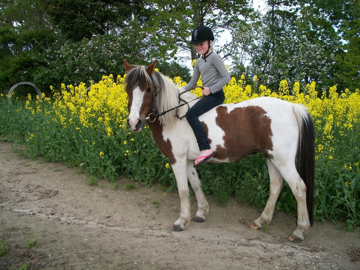 Pinto Bella billede 3