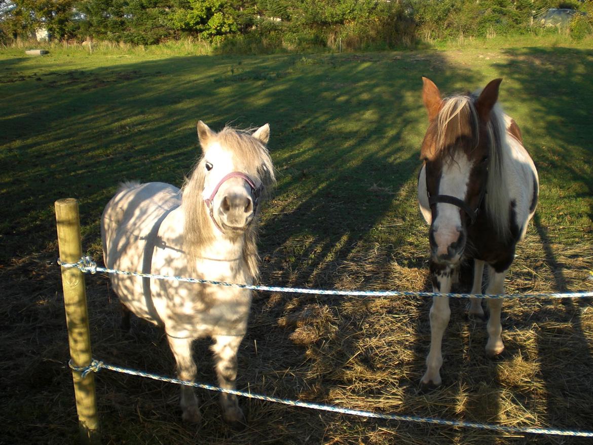 Pinto Bella billede 4