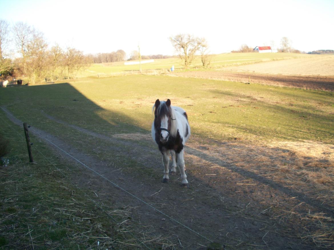 Pinto Bella billede 5